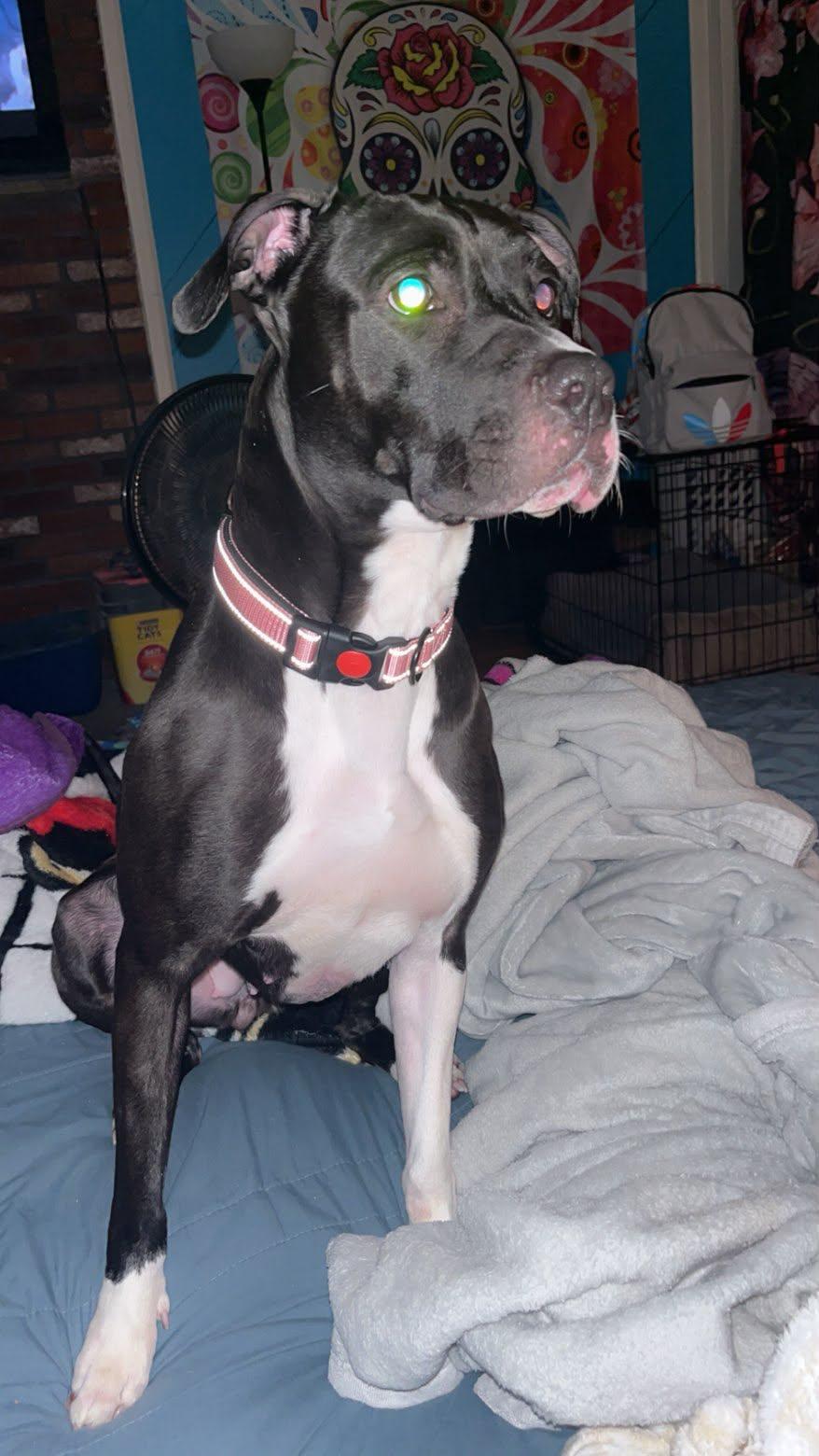 Enlarge Moo Moo , a ADOPTABLE mixed breed in Kingston, MA image 3/6