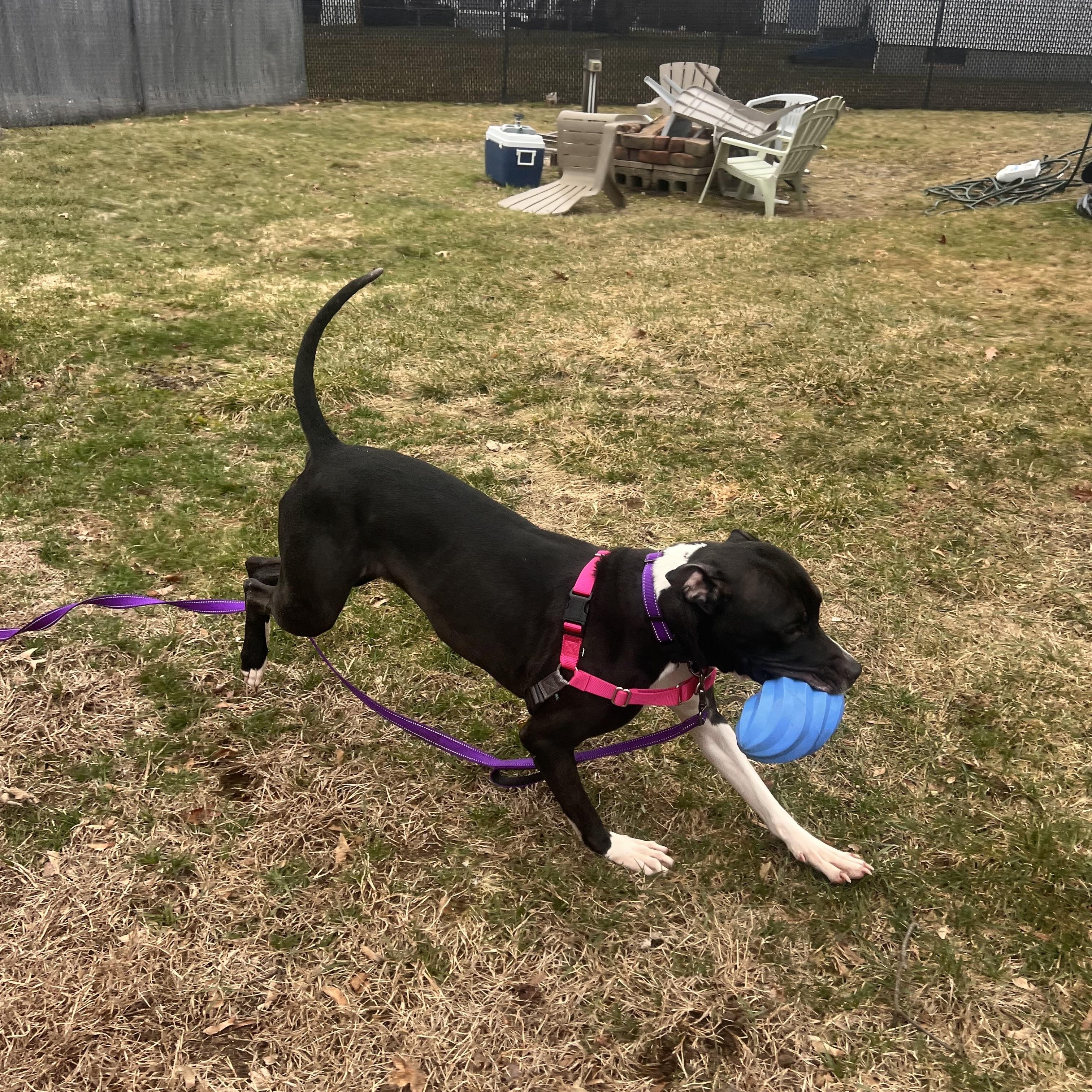 Enlarge Moo Moo , a ADOPTABLE mixed breed in Kingston, MA image 5/6