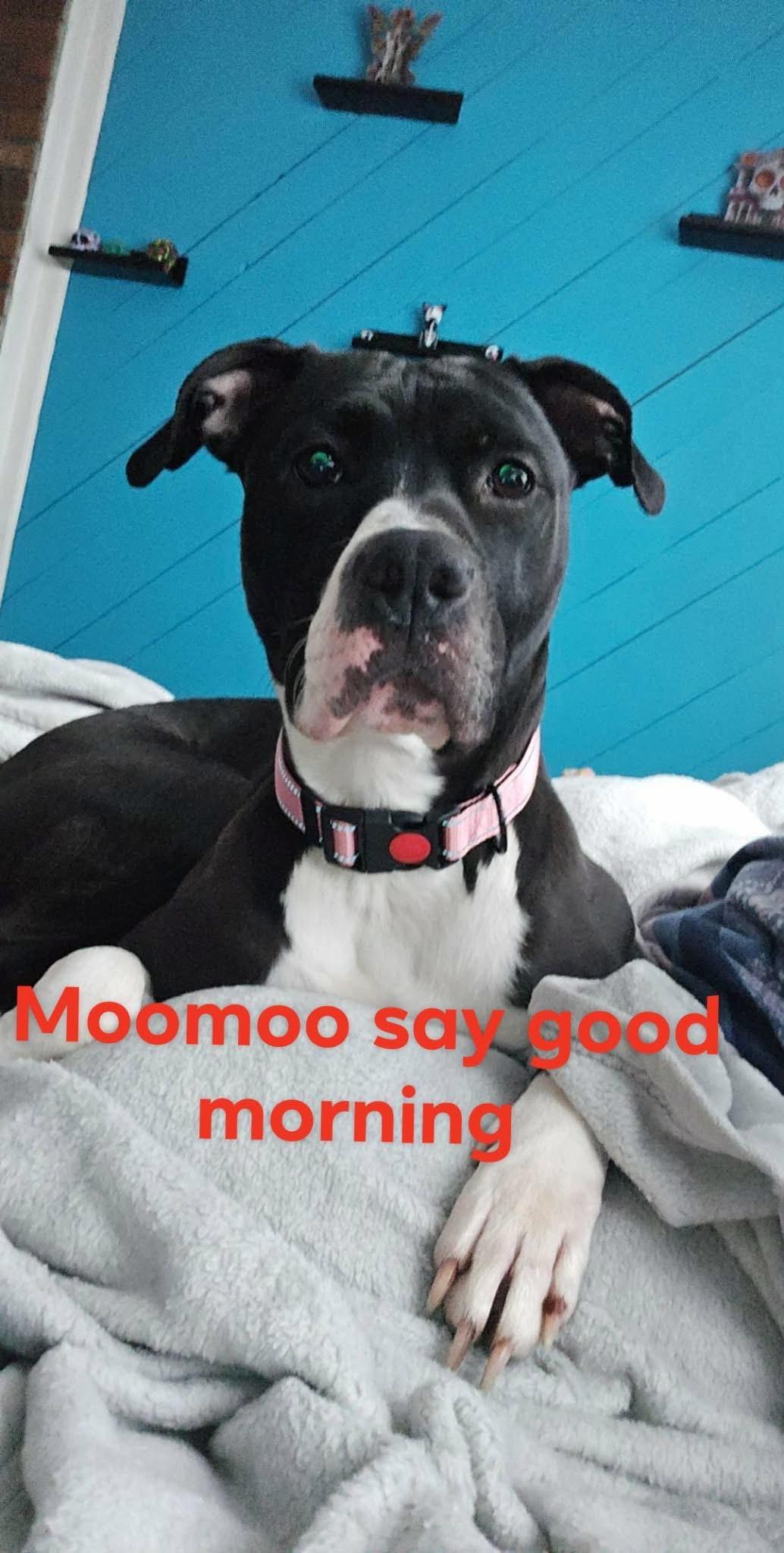 Moo Moo , ADOPTABLE, Adult Female Boxer & Pit Bull Terrier.