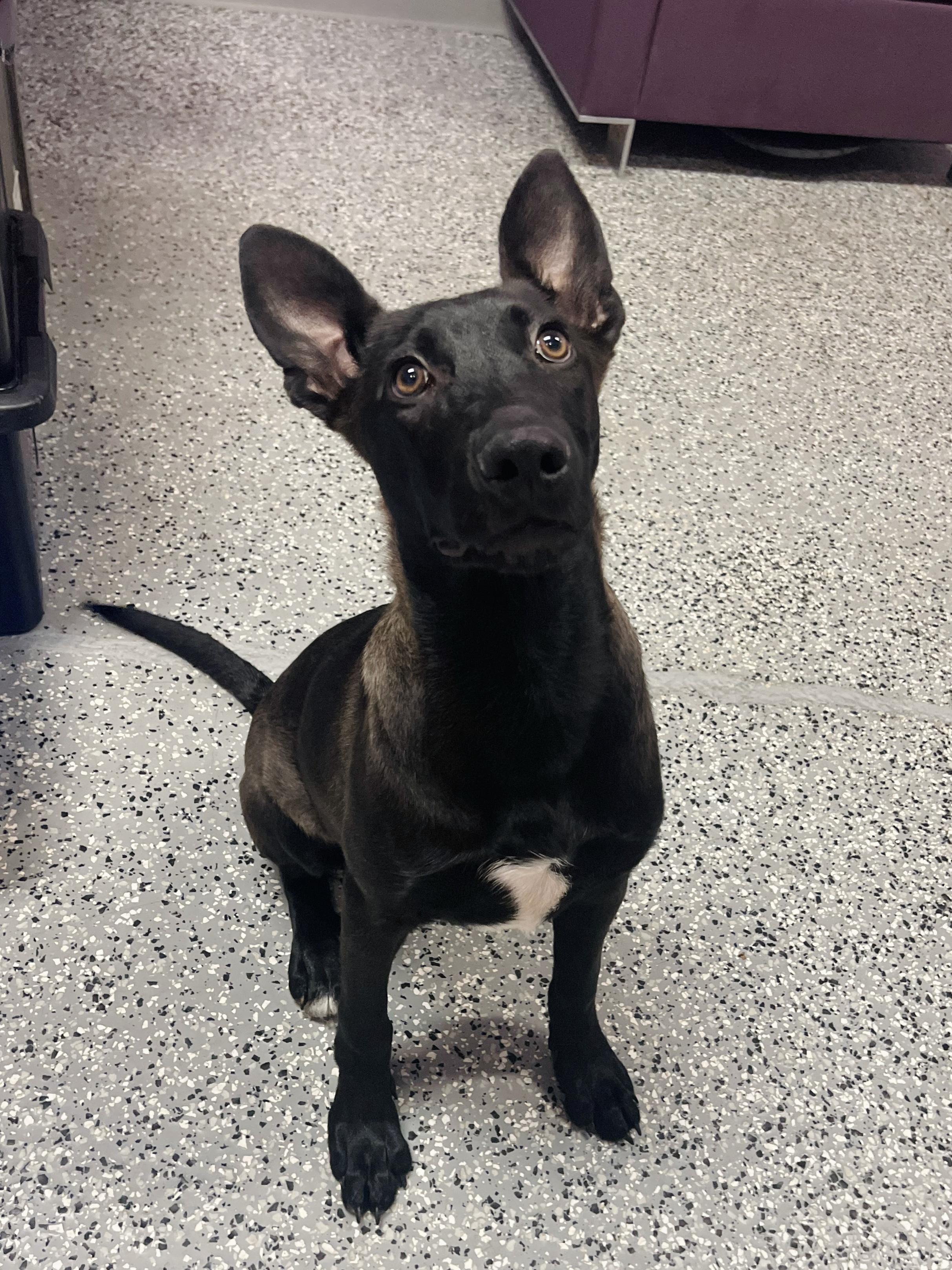 Enlarge Terri in NH. Come Meet our Adoptable Dogs Wednesday-Saturday. More info in Bio, a Adoptable mixed breed in Manchester, NH image 2/6