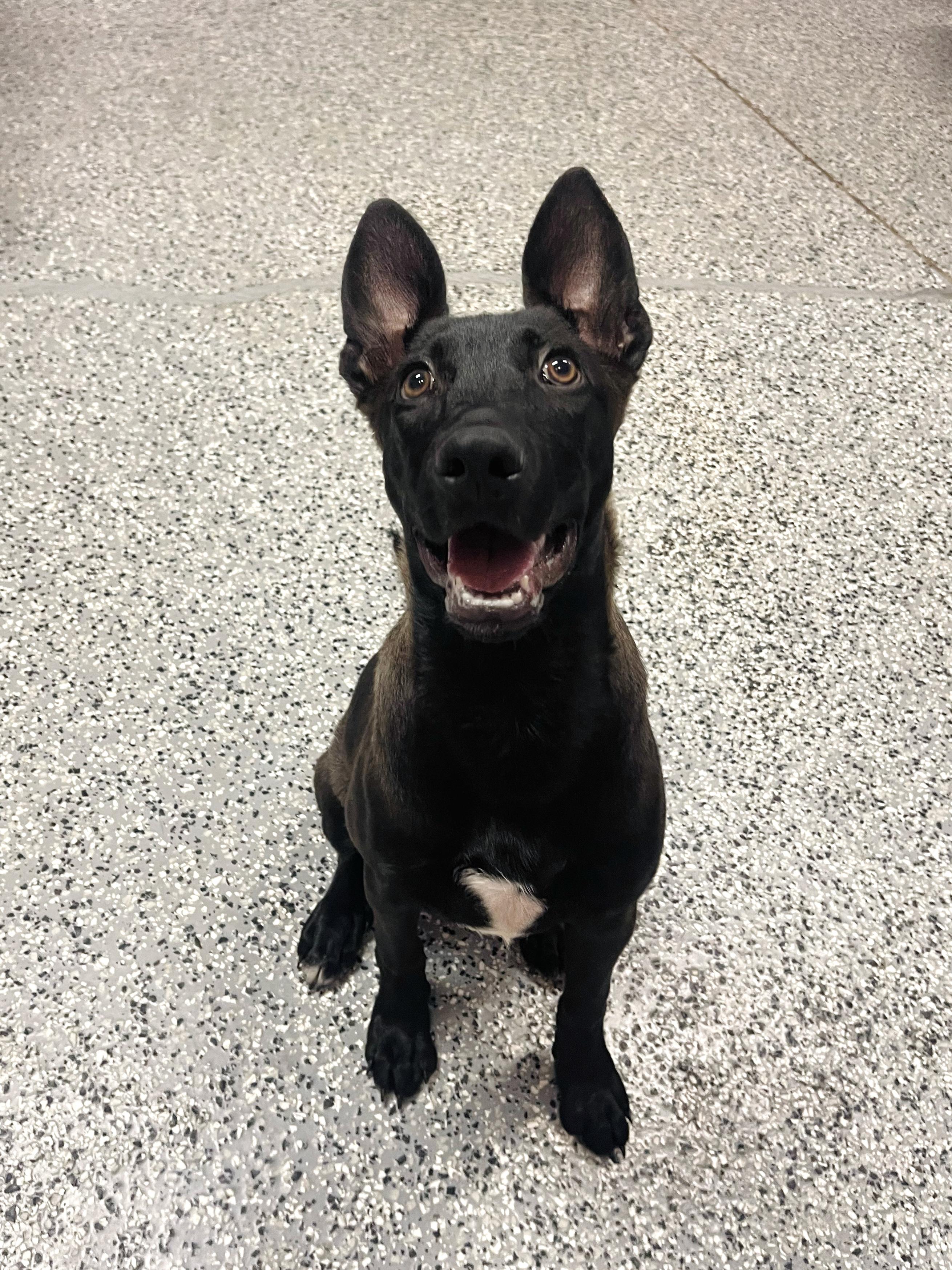 Enlarge Terri in NH. Come Meet our Adoptable Dogs Wednesday-Saturday. More info in Bio, a Adoptable mixed breed in Manchester, NH image 4/6
