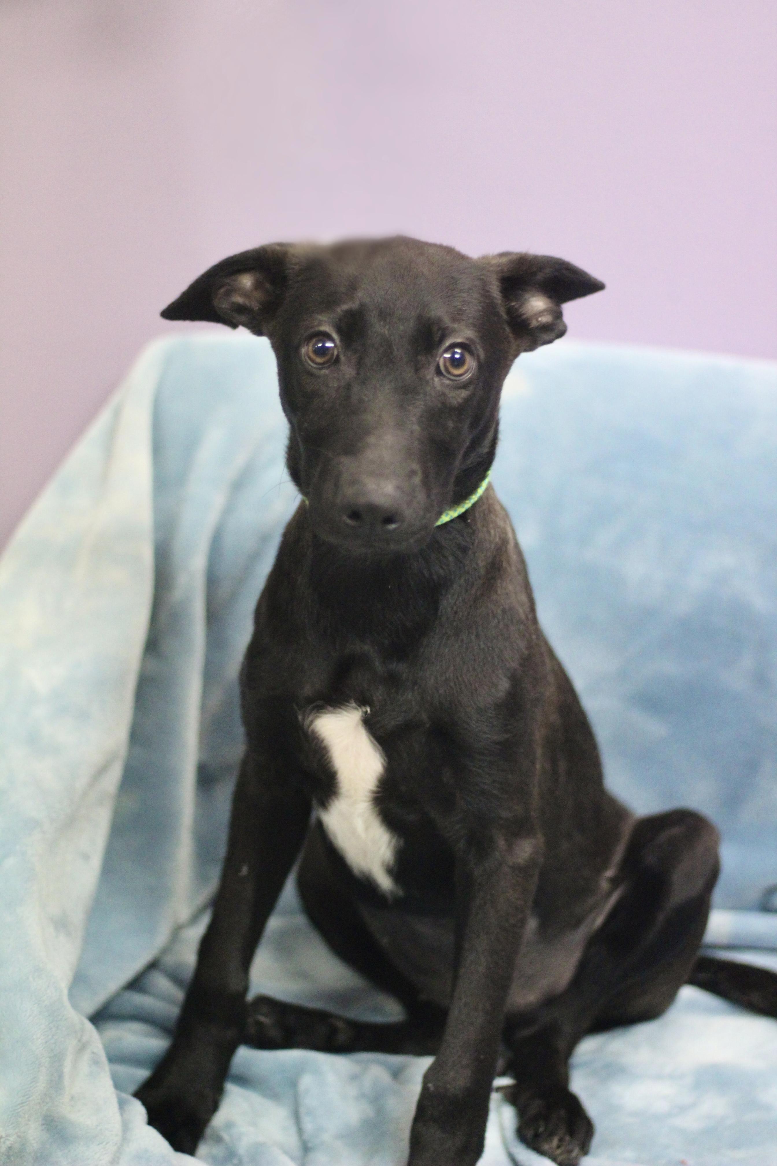 Enlarge Terri in NH. Come Meet our Adoptable Dogs Wednesday-Saturday. More info in Bio, a ADOPTABLE mixed breed in Manchester, NH image 2/2
