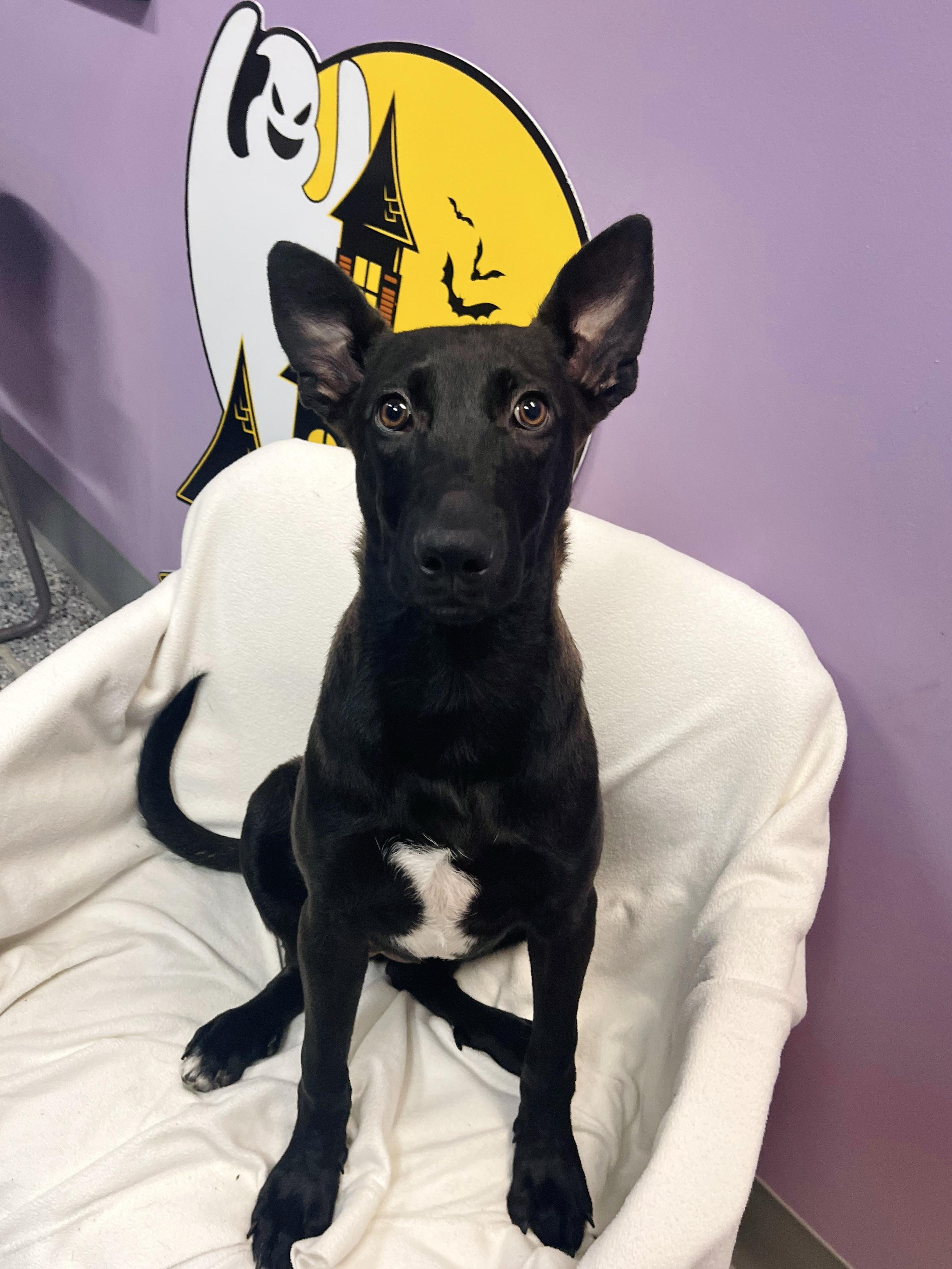 Enlarge Terri in NH. Come Meet our Adoptable Dogs Wednesday-Saturday. More info in Bio, a Adoptable mixed breed in Manchester, NH image 3/6