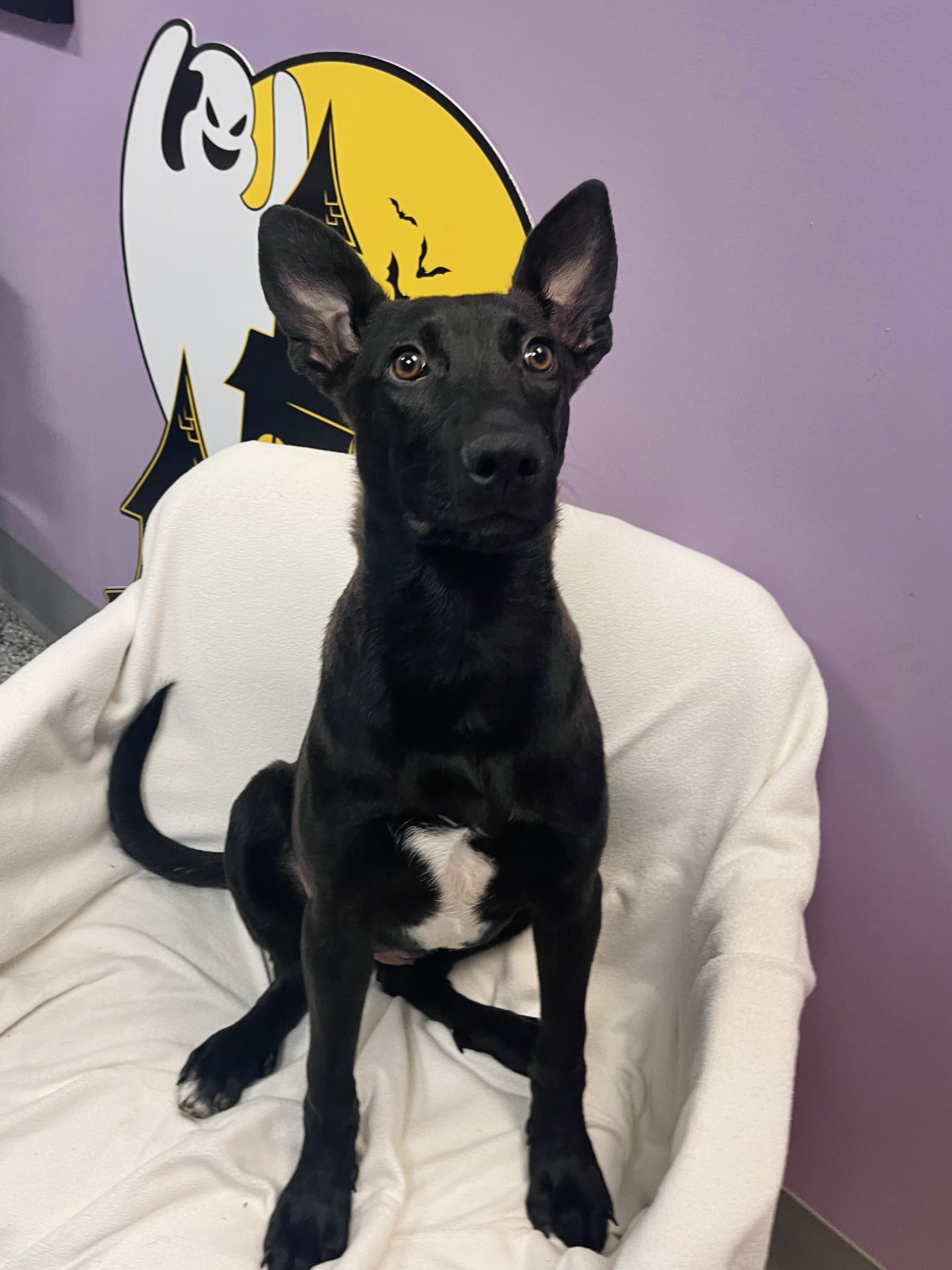 Terri in NH. Come Meet our Adoptable Dogs Wednesday-Saturday. More info in Bio, Adoptable, Puppy Female Black Labrador Retriever.