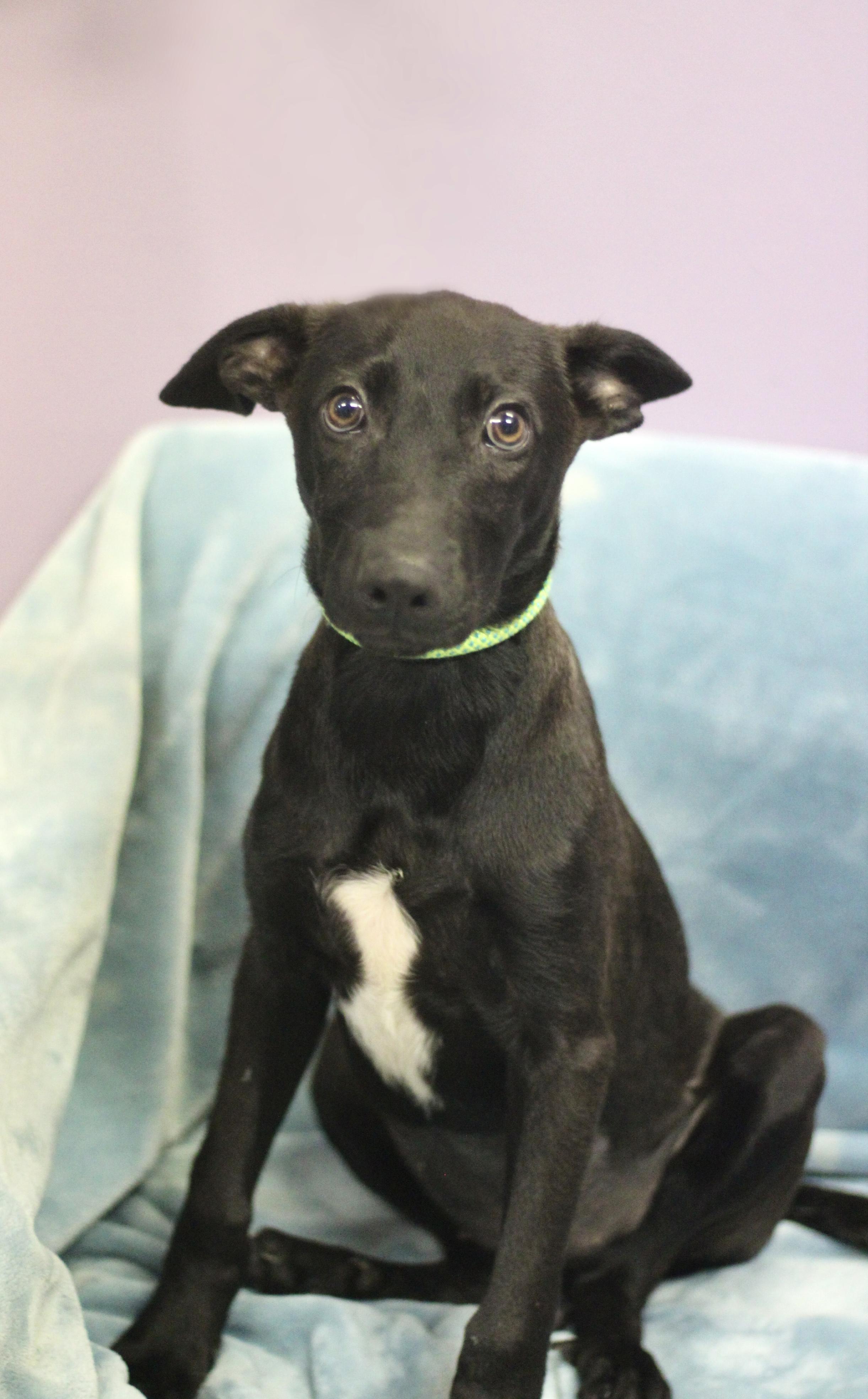 Terri in NH. Come Meet our Adoptable Dogs Wednesday-Saturday. More info in Bio, ADOPTABLE, Puppy Female Black Labrador Retriever.