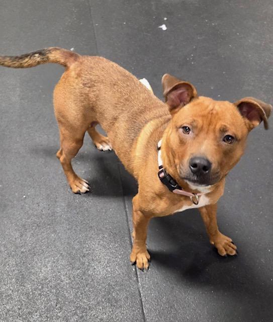 Enlarge Foxy, an adopted mixed breed in Madison Heights, MI image 5/6