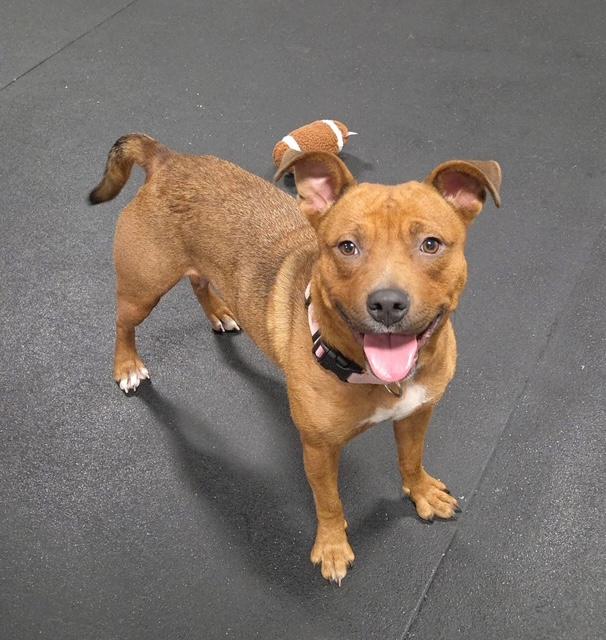 Foxy, adopted, Adult Female Shepherd & Terrier.