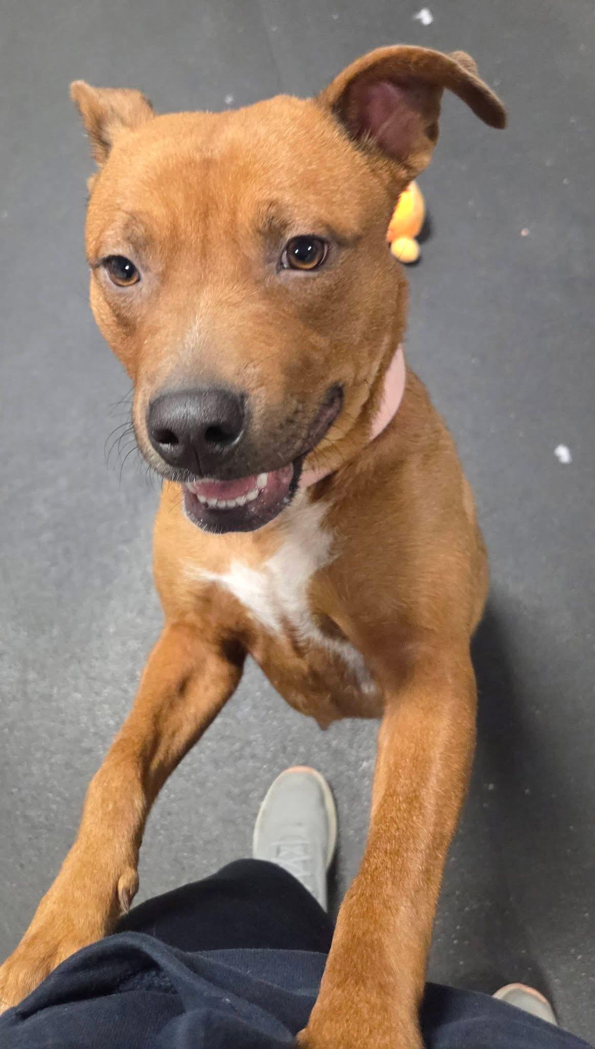 Enlarge Foxy, an adopted mixed breed in Madison Heights, MI image 2/6