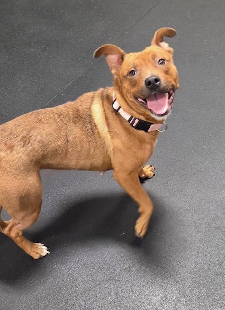 Enlarge Foxy, an adopted mixed breed in Madison Heights, MI image 6/6