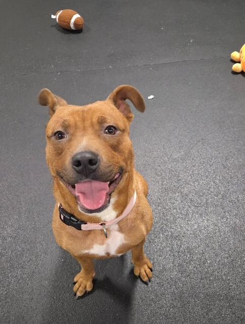 Enlarge Foxy, an adopted mixed breed in Madison Heights, MI image 4/6