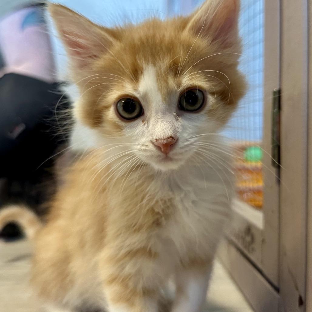 Tangelo, Adoptable, Kitten Male Domestic Short Hair.