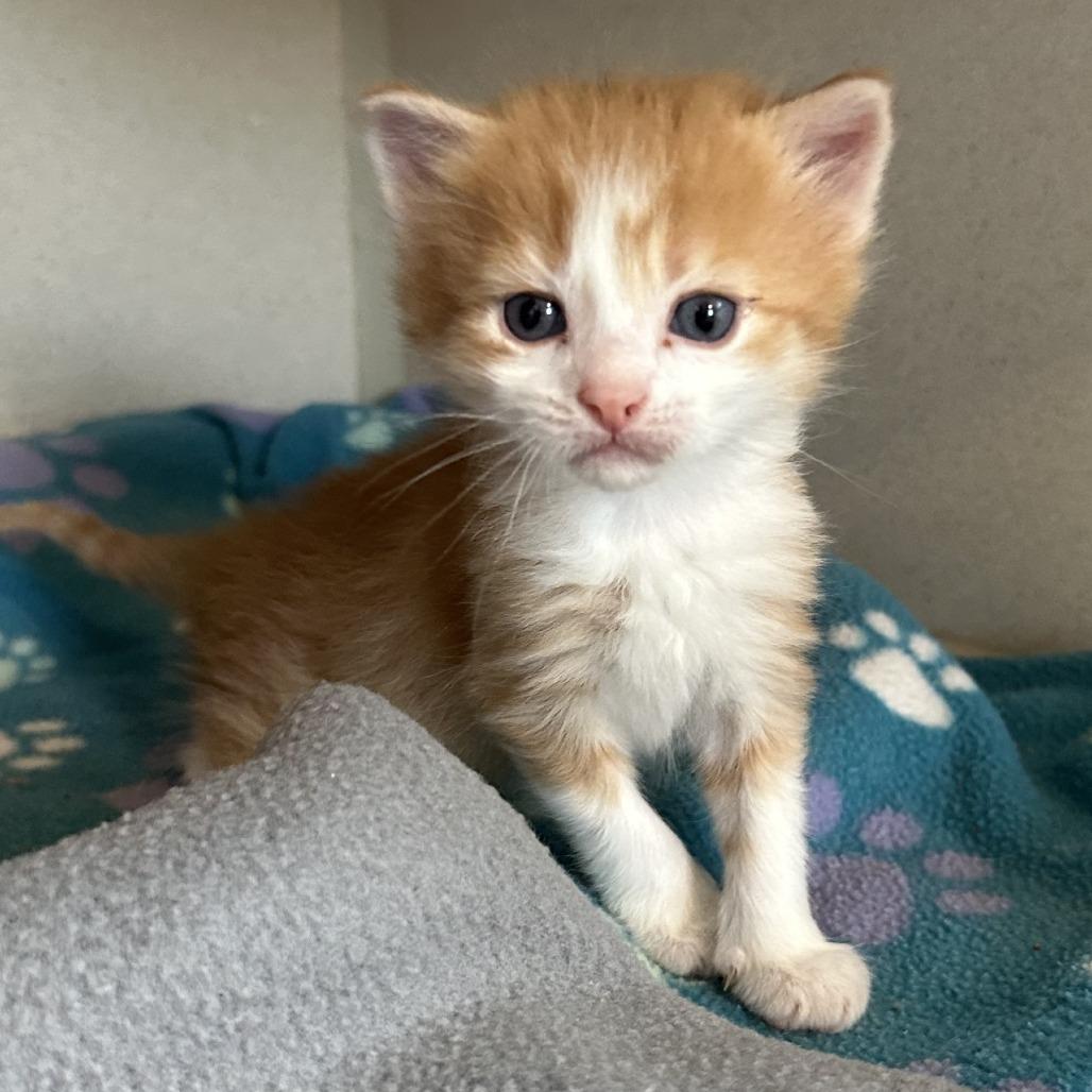 Tangelo, a Adoptable Domestic Short Hair in Durango, CO image 2/4