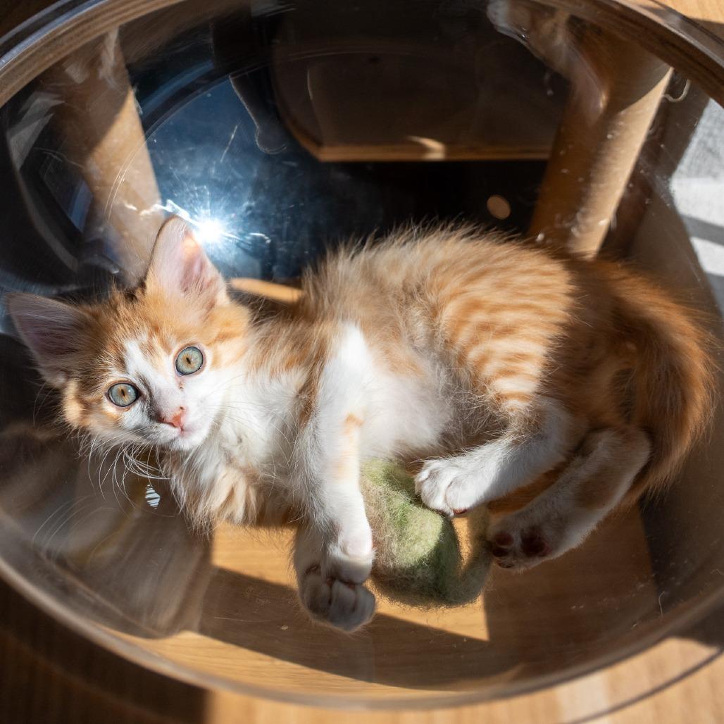 Tangelo, a Adoptable Domestic Short Hair in Durango, CO image 3/4