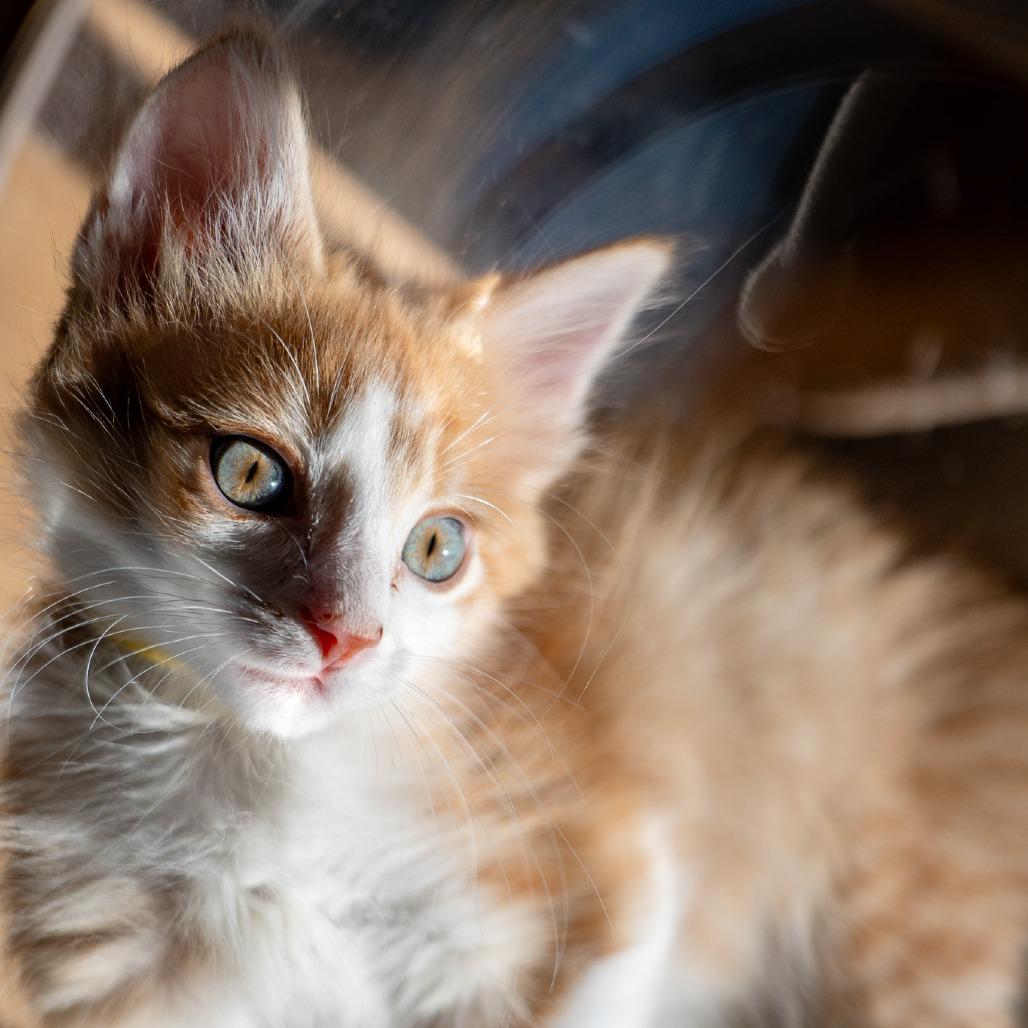 Tangelo, a Adoptable Domestic Short Hair in Durango, CO image 4/4