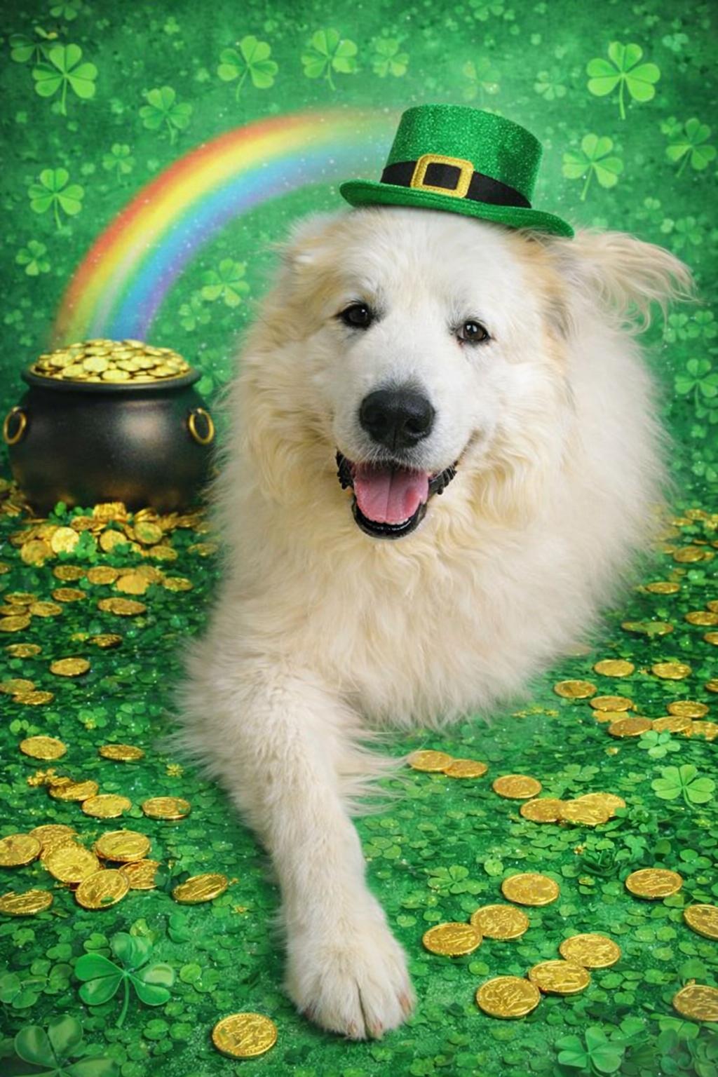 Enlarge Hubbard, an adopted Great Pyrenees in Belleville, MI image 1/3