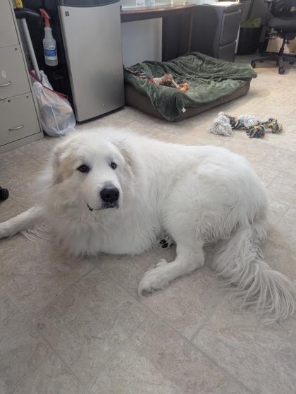 Enlarge Hubbard, an adopted Great Pyrenees in Belleville, MI image 3/3