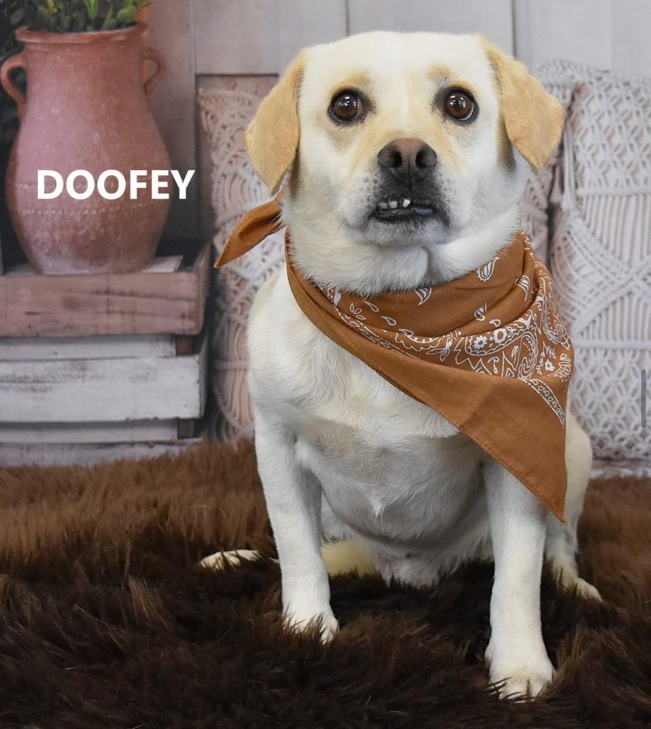 Doofey, Adoptable, Young Male Shepherd.