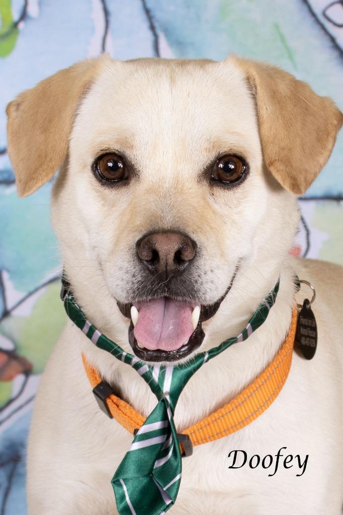 Enlarge Doofey, a Adoptable mixed breed in Gilbert, AZ image 2/2