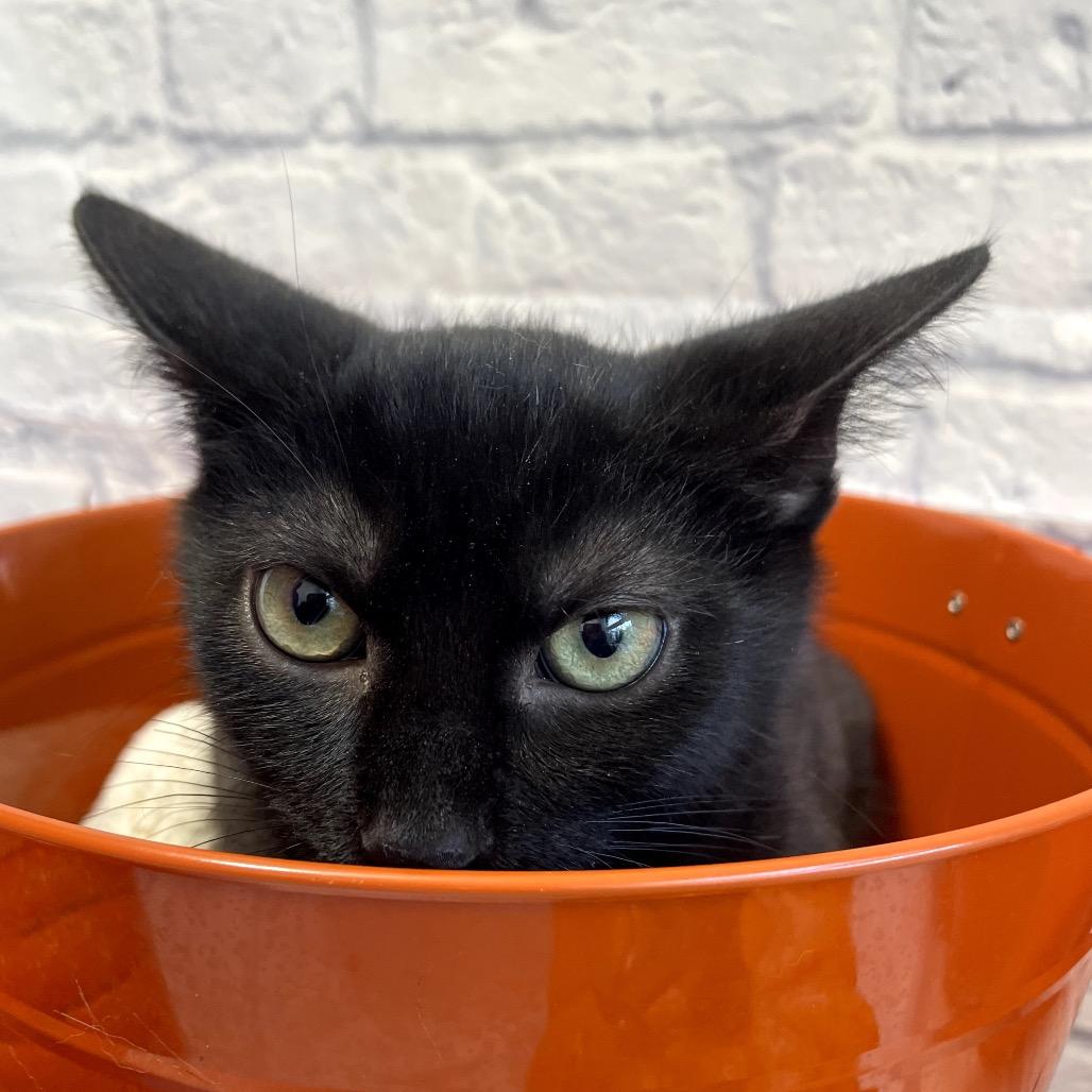 Captain Scarab, Adoptable, Kitten Male Domestic Short Hair.