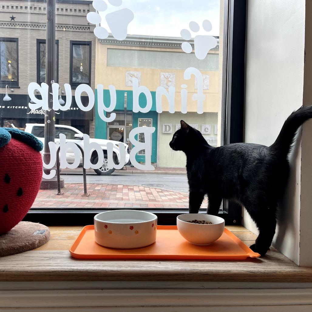 Enlarge Captain Scarab, a Adoptable Domestic Short Hair in Harrisonburg, VA image 2/6