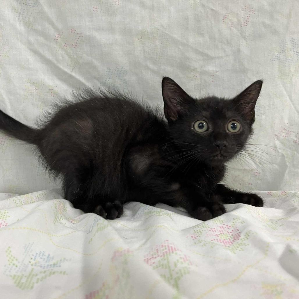 Enlarge Captain Scarab, a Adoptable Domestic Short Hair in Harrisonburg, VA image 3/6