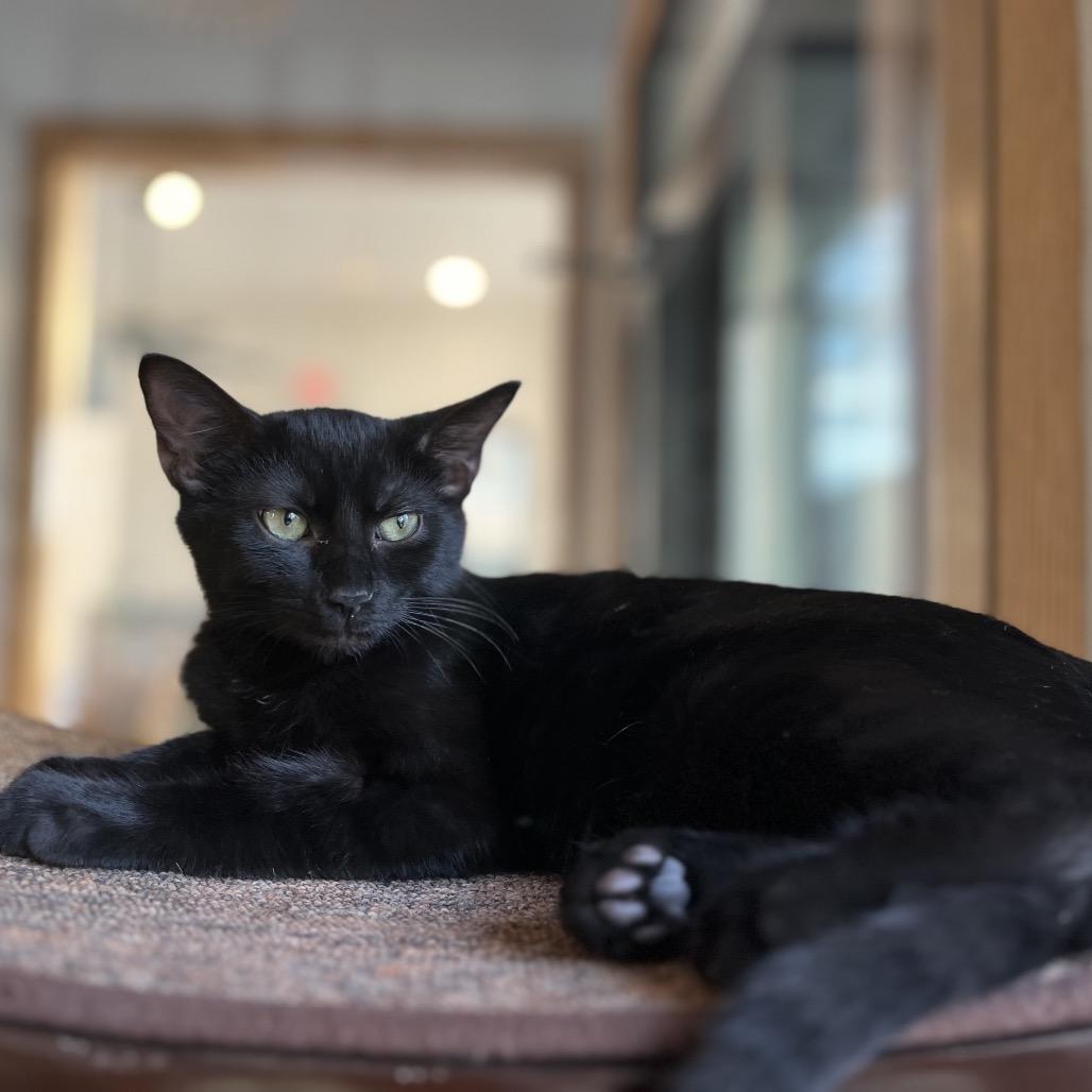 Enlarge Captain Scarab, a Adoptable Domestic Short Hair in Harrisonburg, VA image 4/6