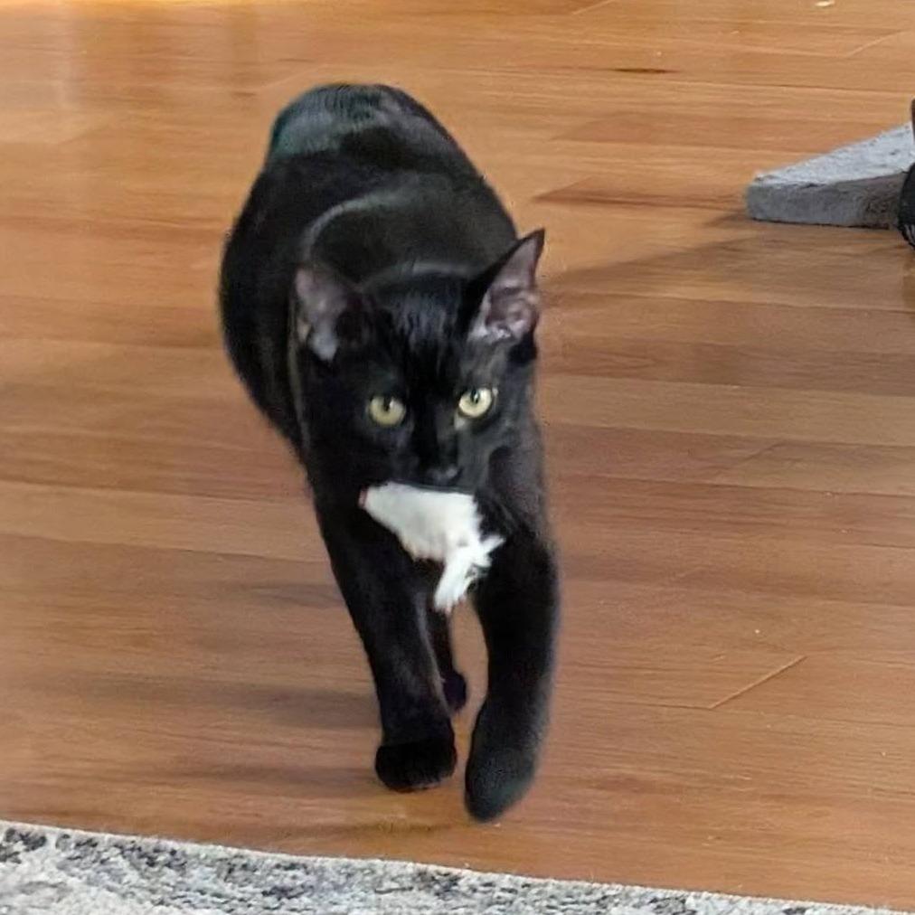 Enlarge Captain Scarab, a Adoptable Domestic Short Hair in Harrisonburg, VA image 6/6