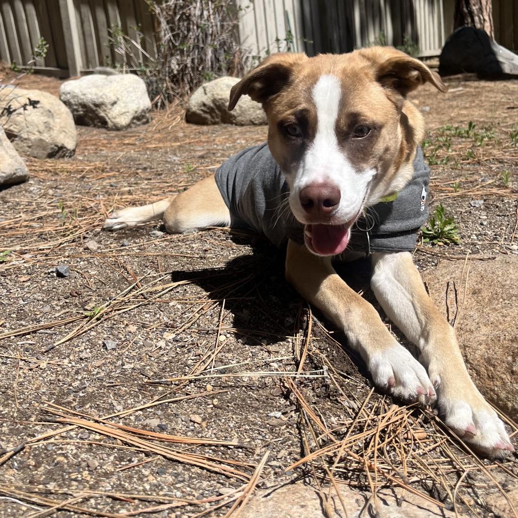 Janey, Adoptable, Young Female Pug & Husky.