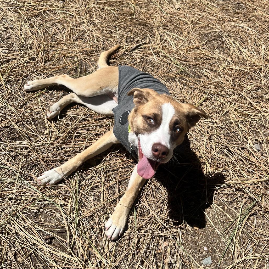 Enlarge Janey, a Adoptable mixed breed in Incline Village, NV image 2/6