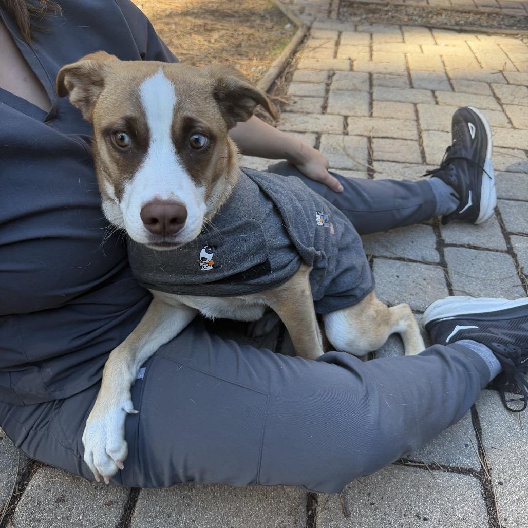 Enlarge Janey, a Adoptable mixed breed in Incline Village, NV image 3/6