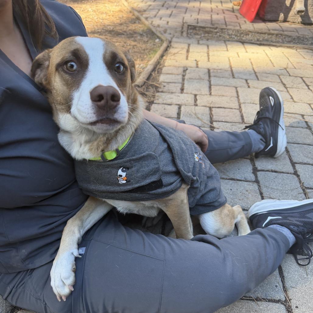 Enlarge Janey, a Adoptable mixed breed in Incline Village, NV image 4/6
