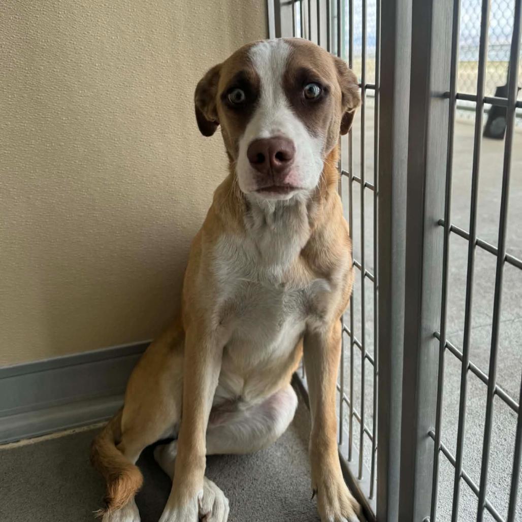 Enlarge Janey, a Adoptable mixed breed in Incline Village, NV image 5/6