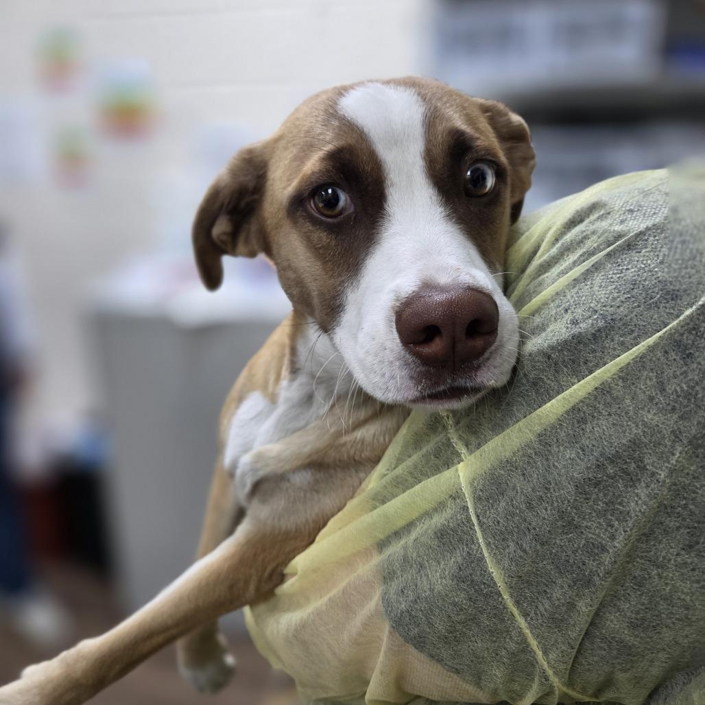Enlarge Janey, a Adoptable mixed breed in Incline Village, NV image 6/6
