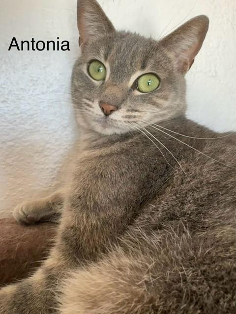 Enlarge Antonia, a Adoptable Domestic Short Hair in Eagle, CO image 2/3