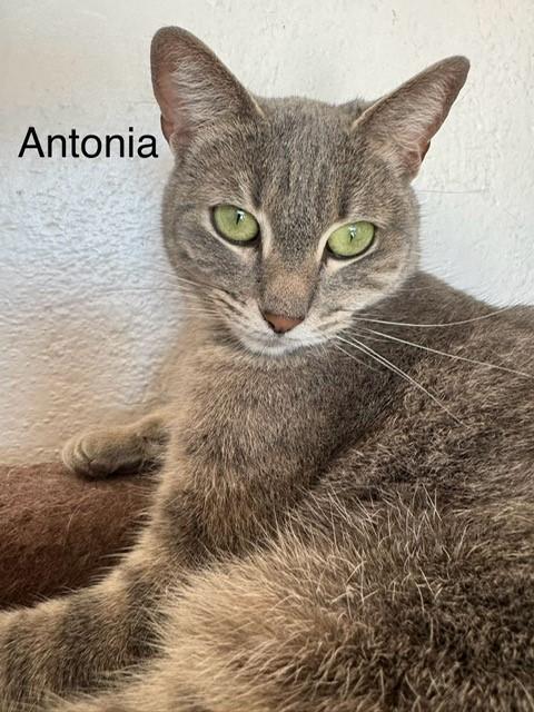 Enlarge Antonia, a Adoptable Domestic Short Hair in Eagle, CO image 1/3