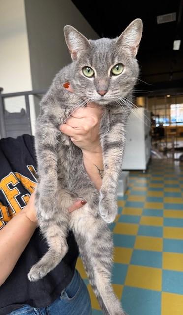 Enlarge Antonia, a Adoptable Domestic Short Hair in Eagle, CO image 3/3