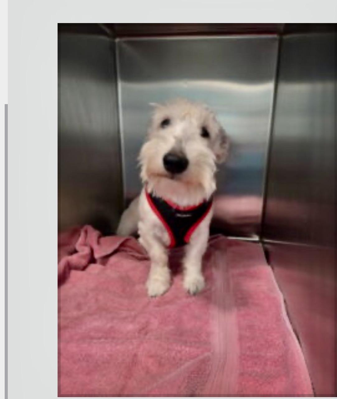 Nicholas, ADOPTABLE, Young Male Scottish Terrier.