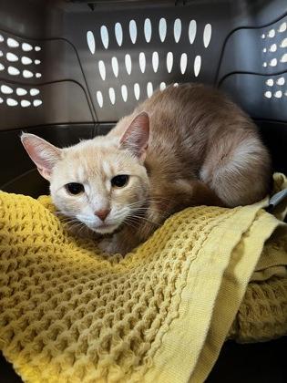 Mango, adopted, Young Female Domestic Short Hair.