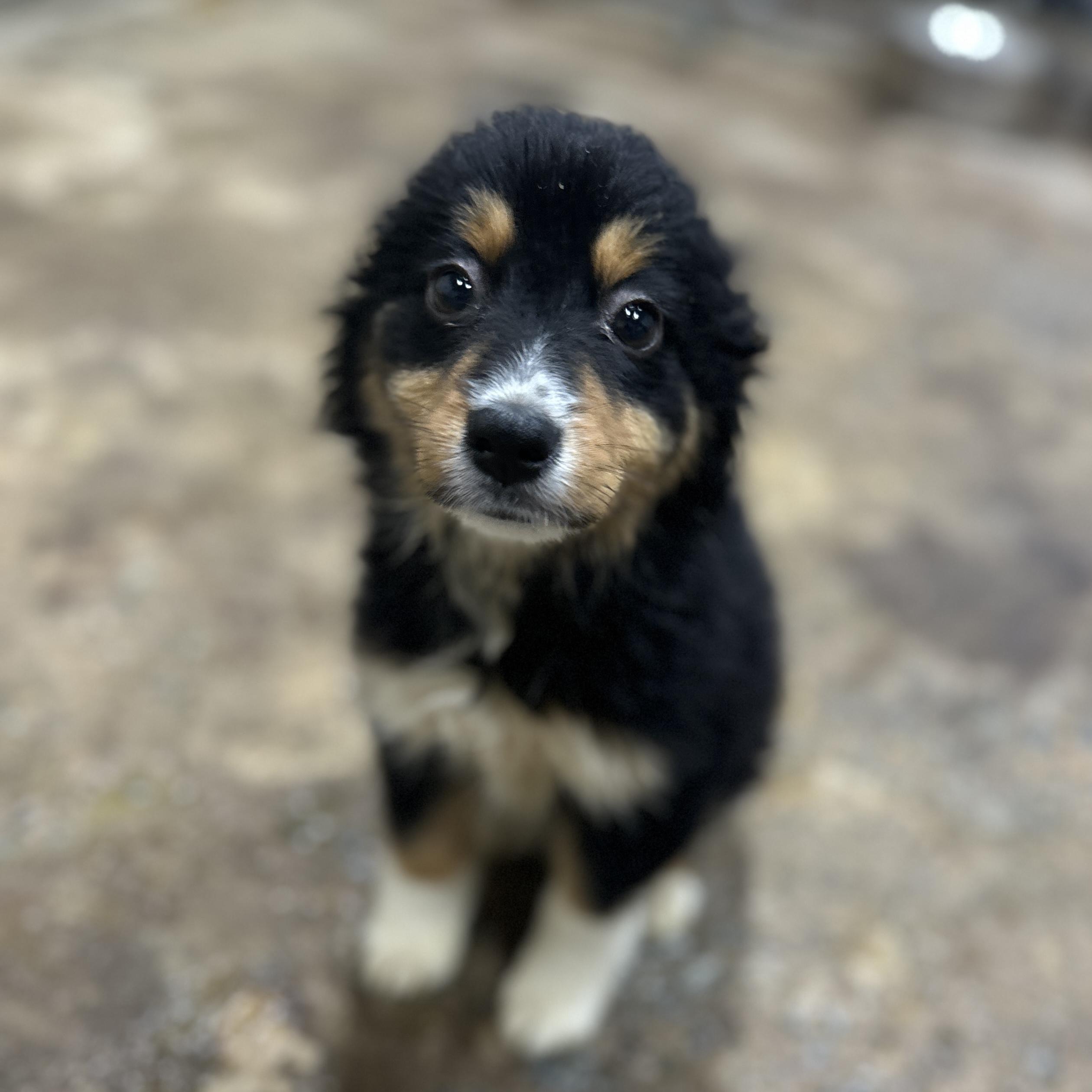 Enlarge Odette, an adopted Australian Shepherd in Columbia, SC image 1/2