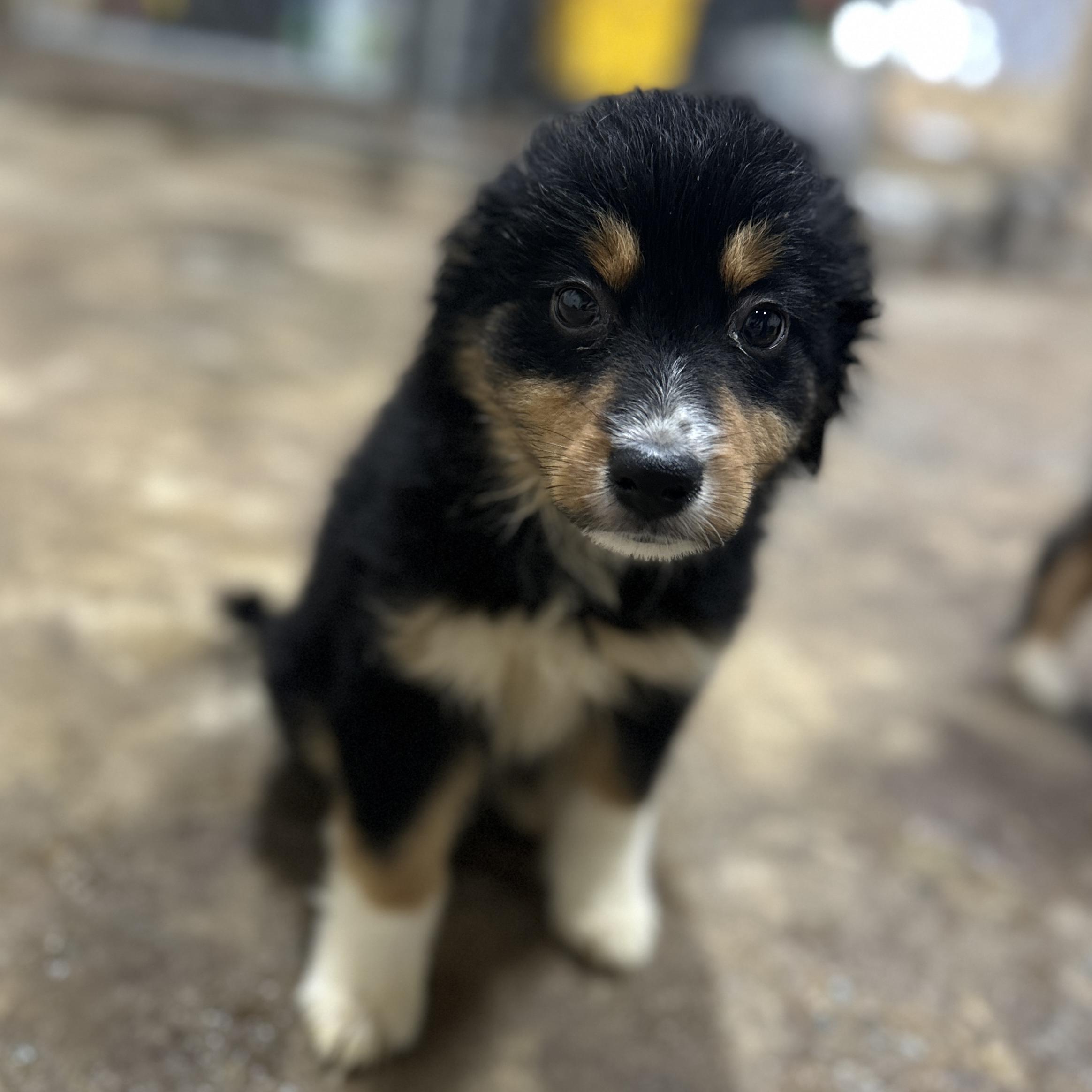 Enlarge Odette, an adopted Australian Shepherd in Columbia, SC image 2/2