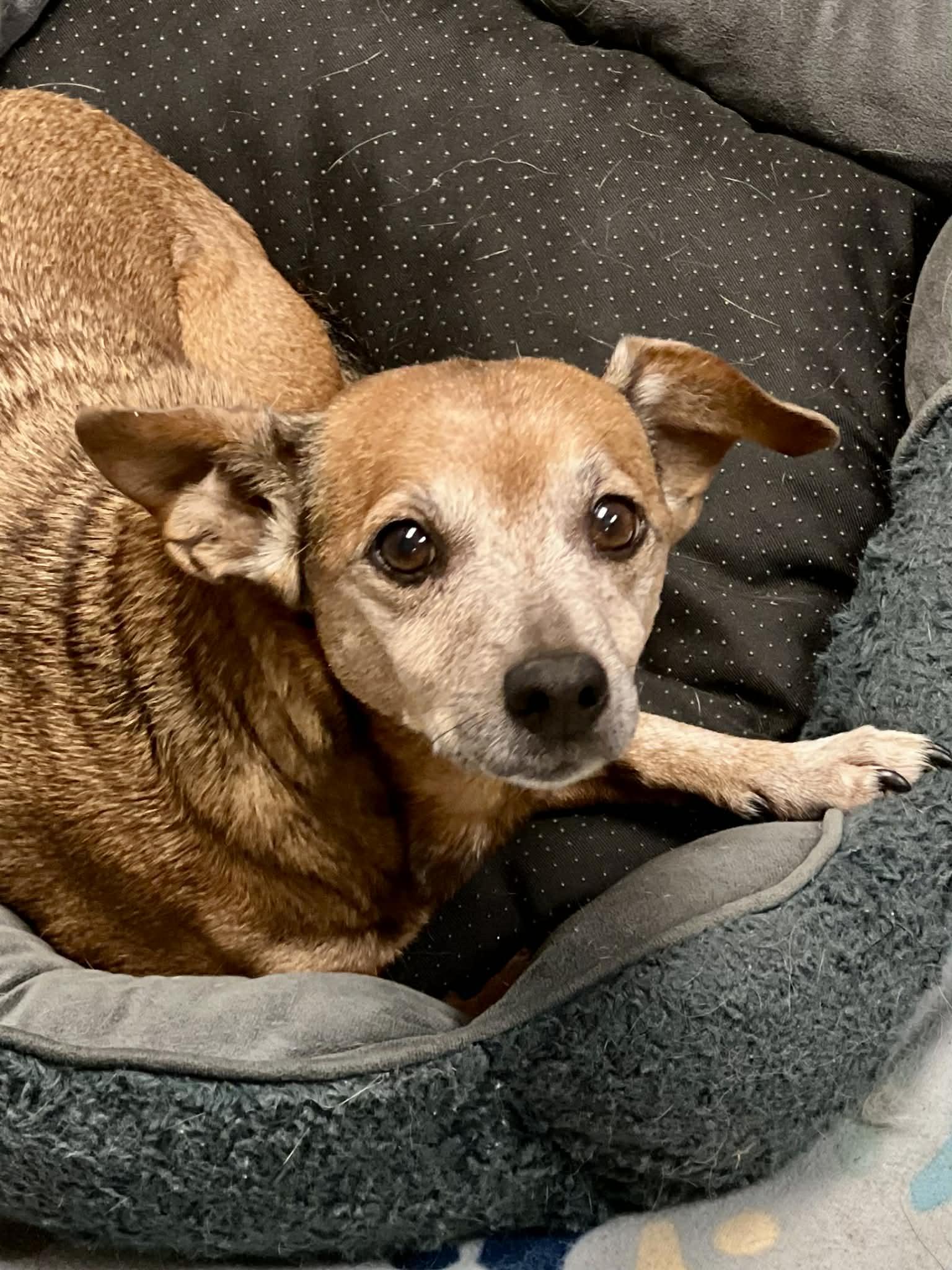 Carmela, ADOPTABLE, Adult Female Dachshund.