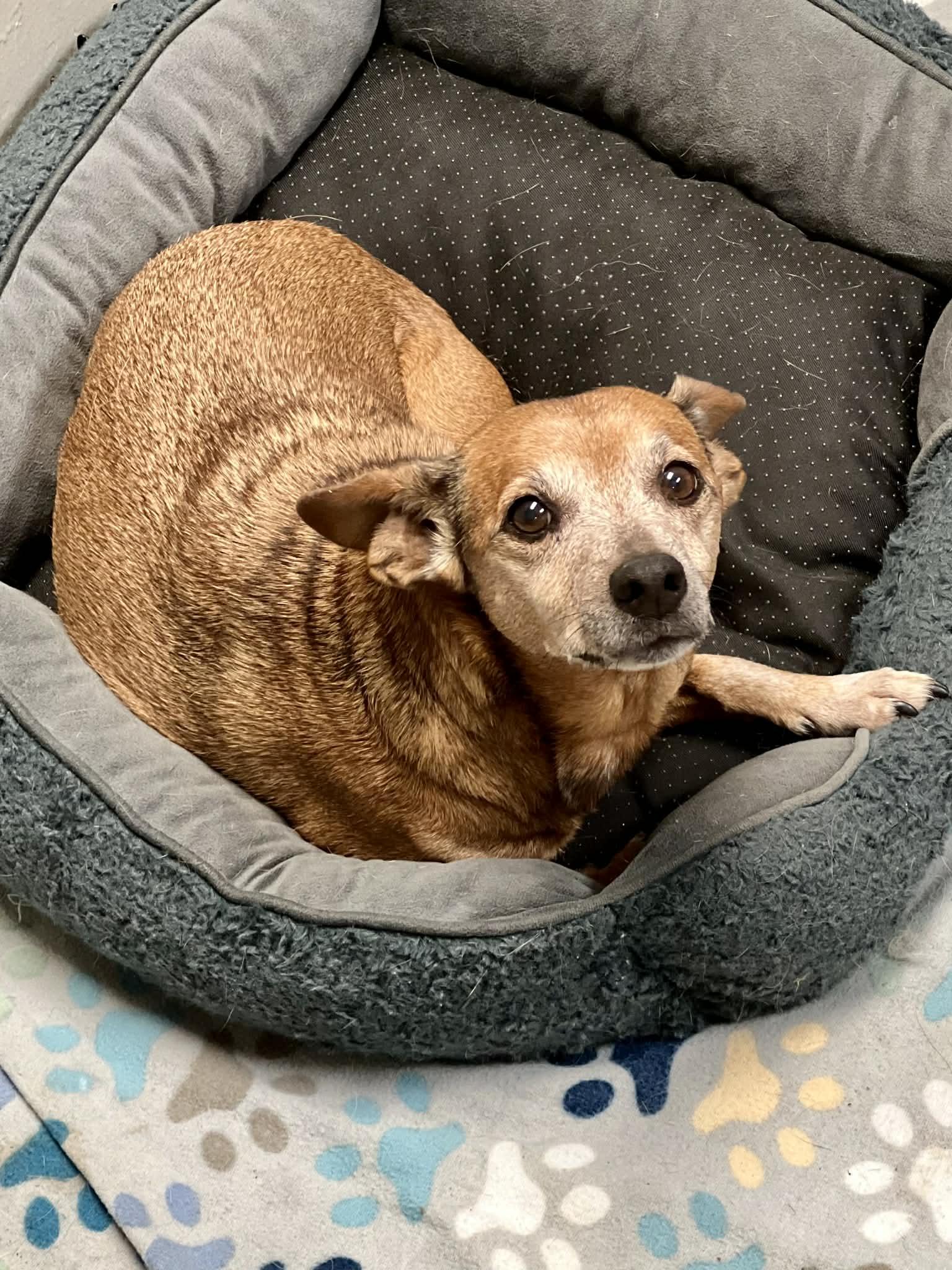 Enlarge Carmela, a ADOPTABLE mixed breed in Brunswick, ME image 3/3