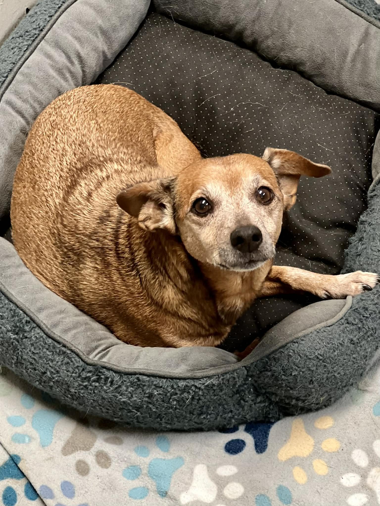 Enlarge Carmela, a ADOPTABLE mixed breed in Brunswick, ME image 2/3