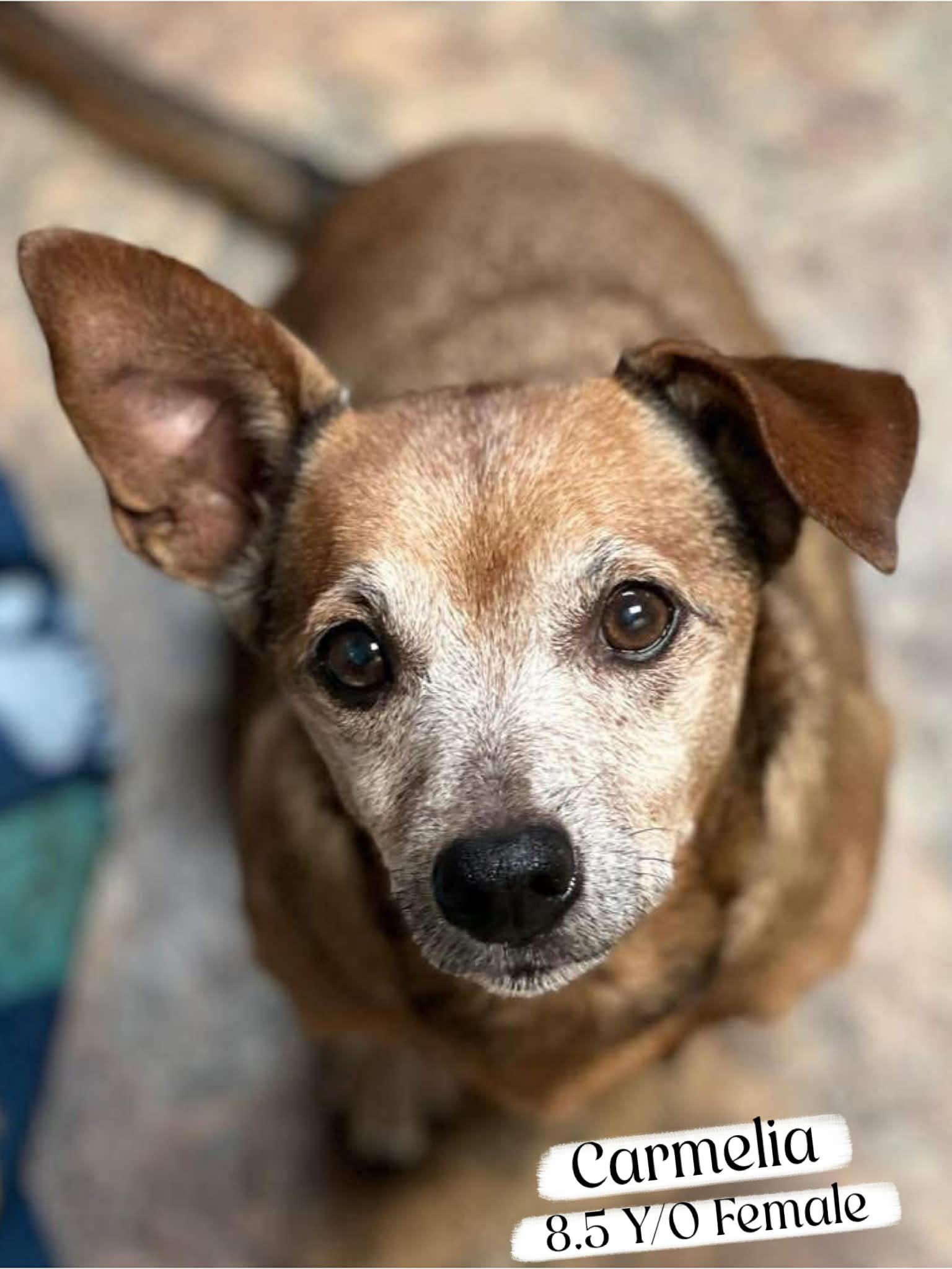 Enlarge Carmelia, a ADOPTABLE mixed breed in Brunswick, ME image 1/4