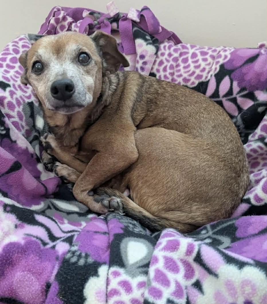 Enlarge Carmelia, a ADOPTABLE mixed breed in Brunswick, ME image 2/4