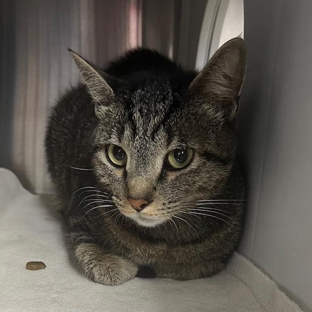 Enlarge Mimi, a Adoptable Domestic Short Hair in Lake Panasoffkee, FL image 1/3