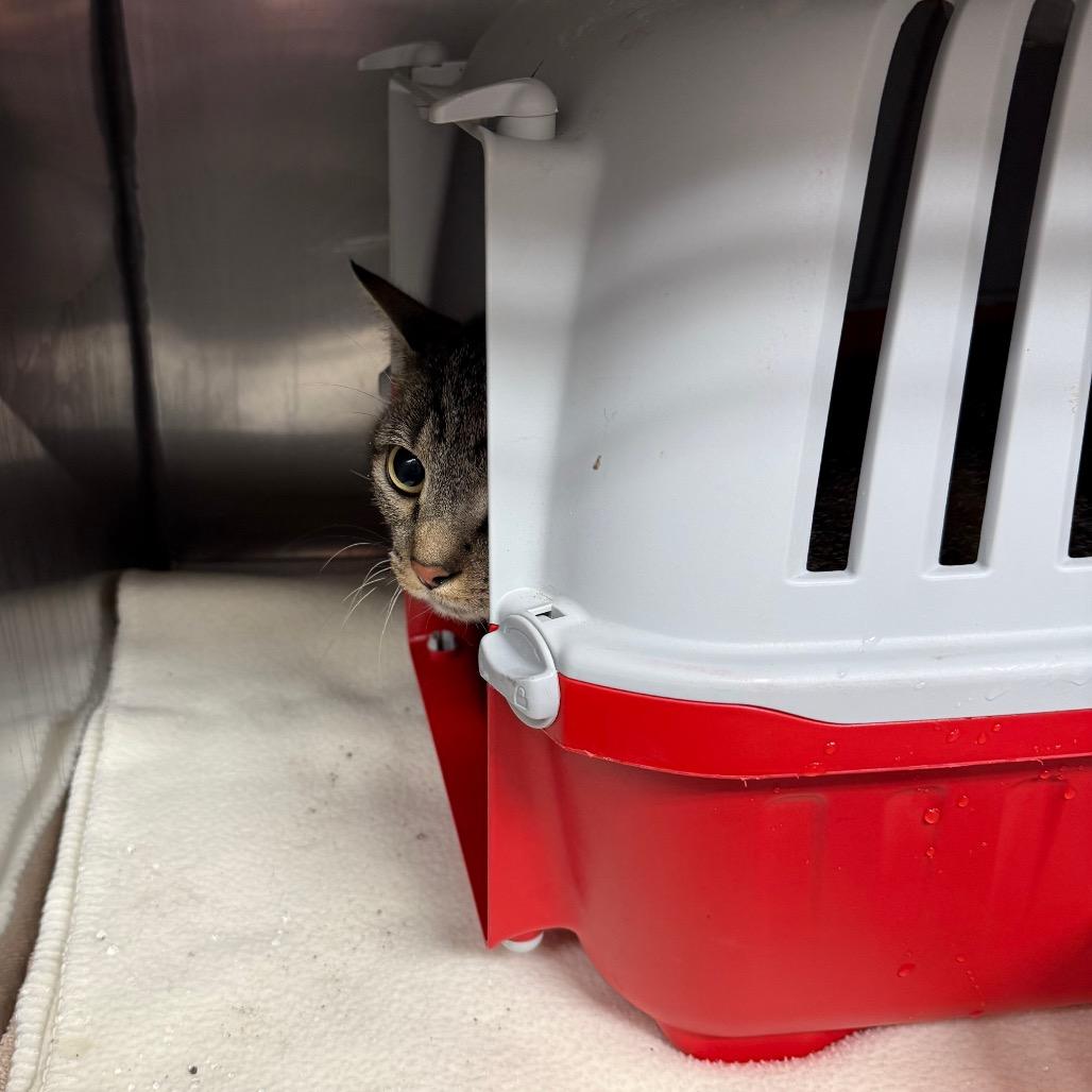 Enlarge Mimi, a Adoptable Domestic Short Hair in Lake Panasoffkee, FL image 2/3