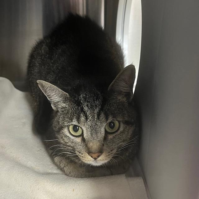 Enlarge Mimi, a Adoptable Domestic Short Hair in Lake Panasoffkee, FL image 3/3