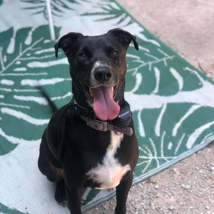 Gigi, ADOPTABLE, Adult Female Greyhound.