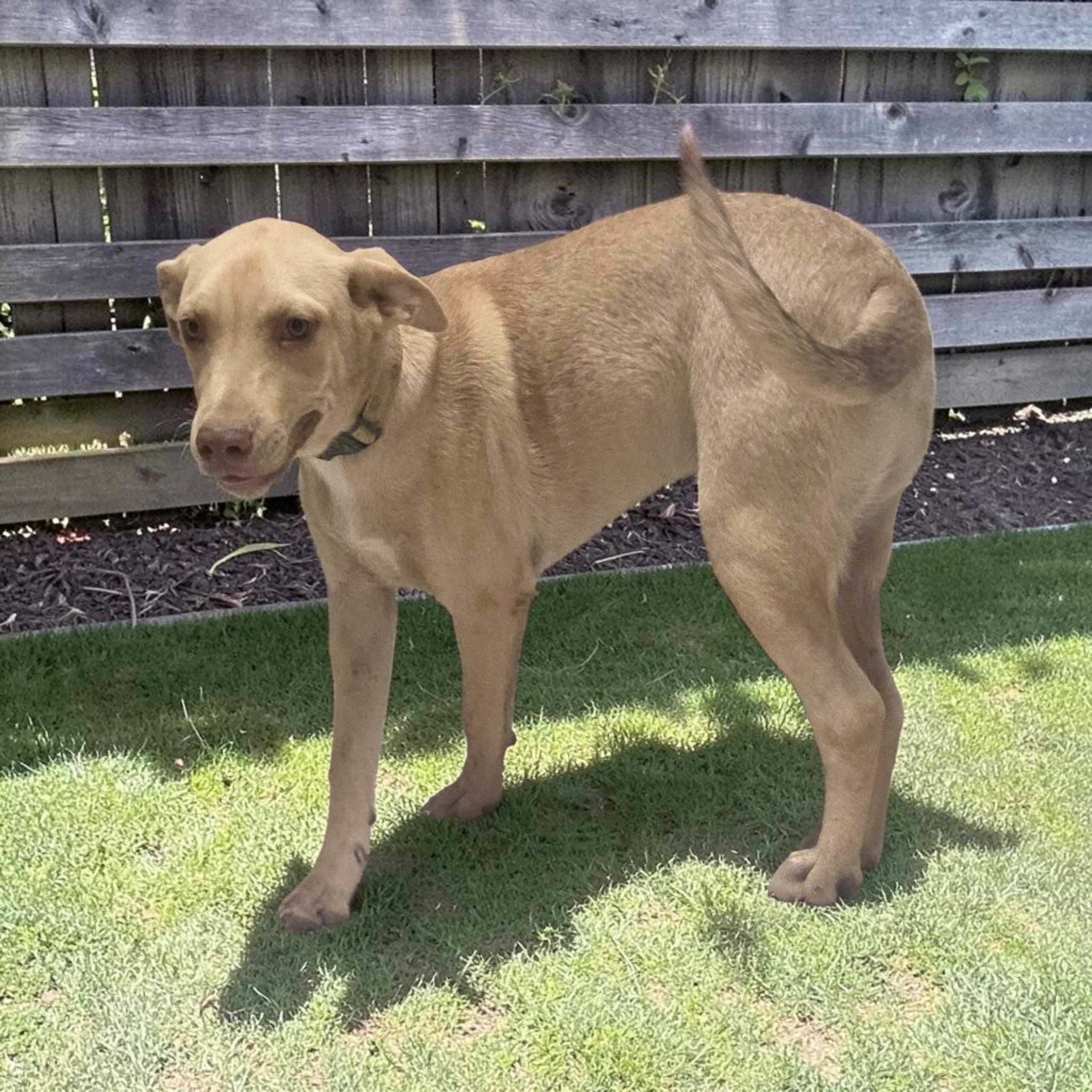 Enlarge Braxton, a Adoptable mixed breed in Pittsburgh, PA image 3/3